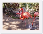 Flamingos (4) * 1024 x 768 * (197KB)